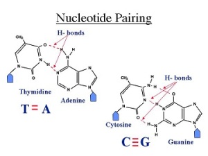 NucleotidePairing